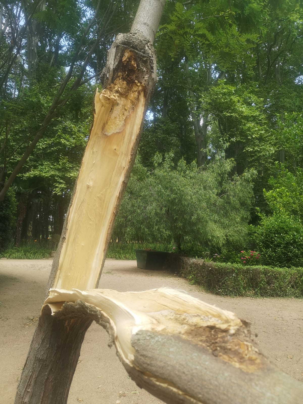 Girona ha perdut 1.500 arbres