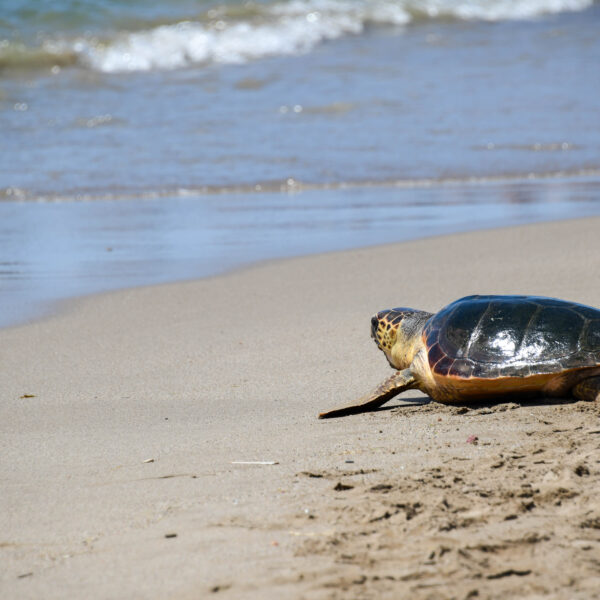 L’alliberament de tortugues marines com a eix de preservació de l’entorn aquàtic