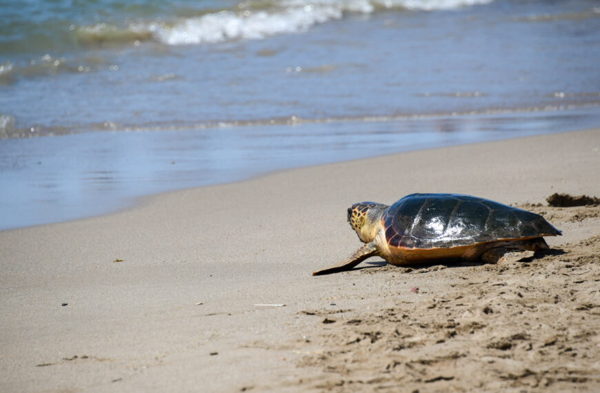 L’alliberament de tortugues marines com a eix de preservació de l’entorn aquàtic