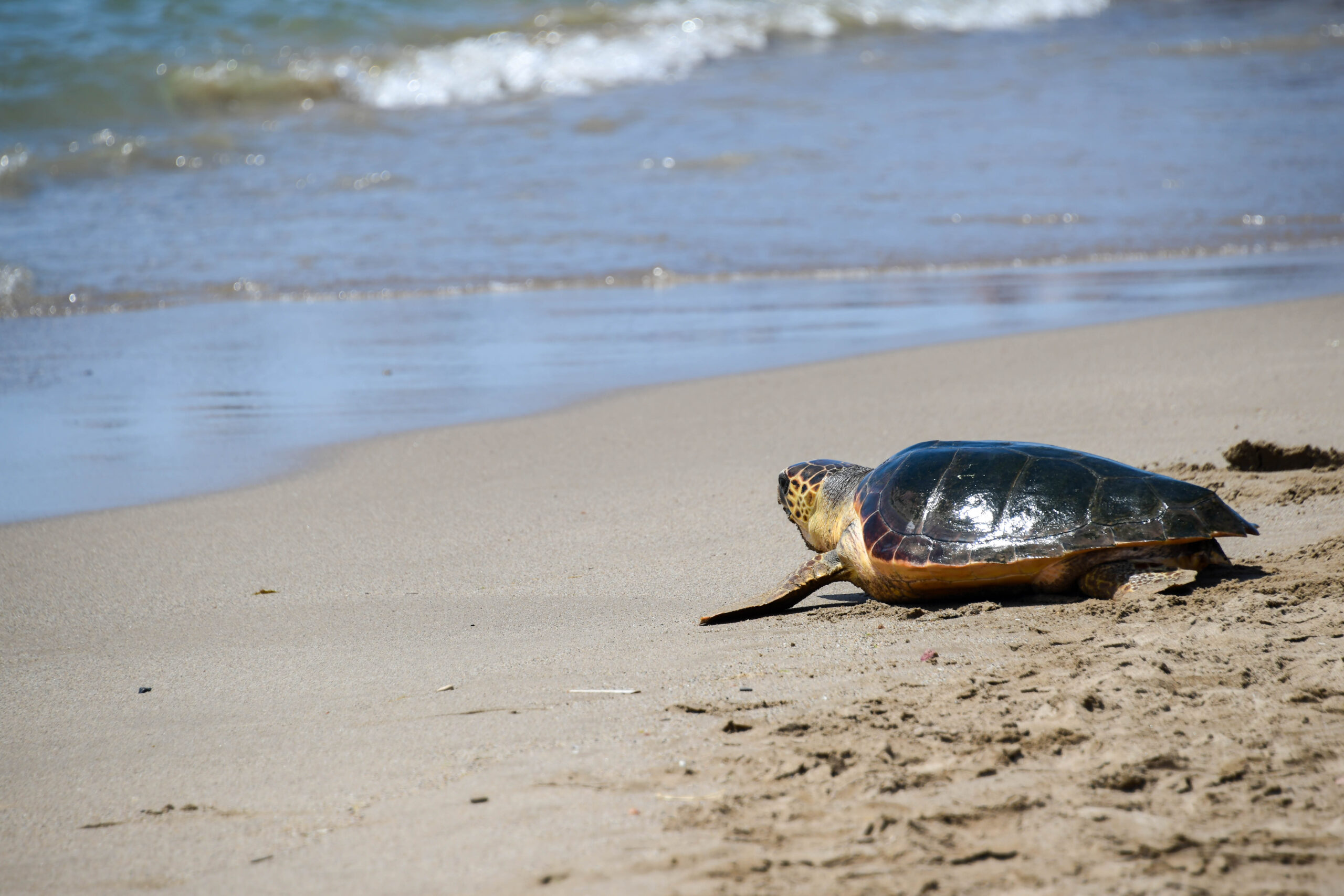 L’alliberament de tortugues marines com a eix de preservació de l’entorn aquàtic